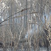 Still burning - Fire in Everglades